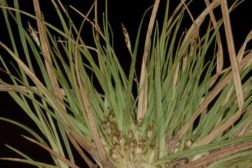 Carex tonsa #10